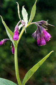 Symphytum officinale 'Purpureum'